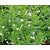Gratiola officinalis