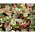 Houttuynia cordata 'Chameleon'