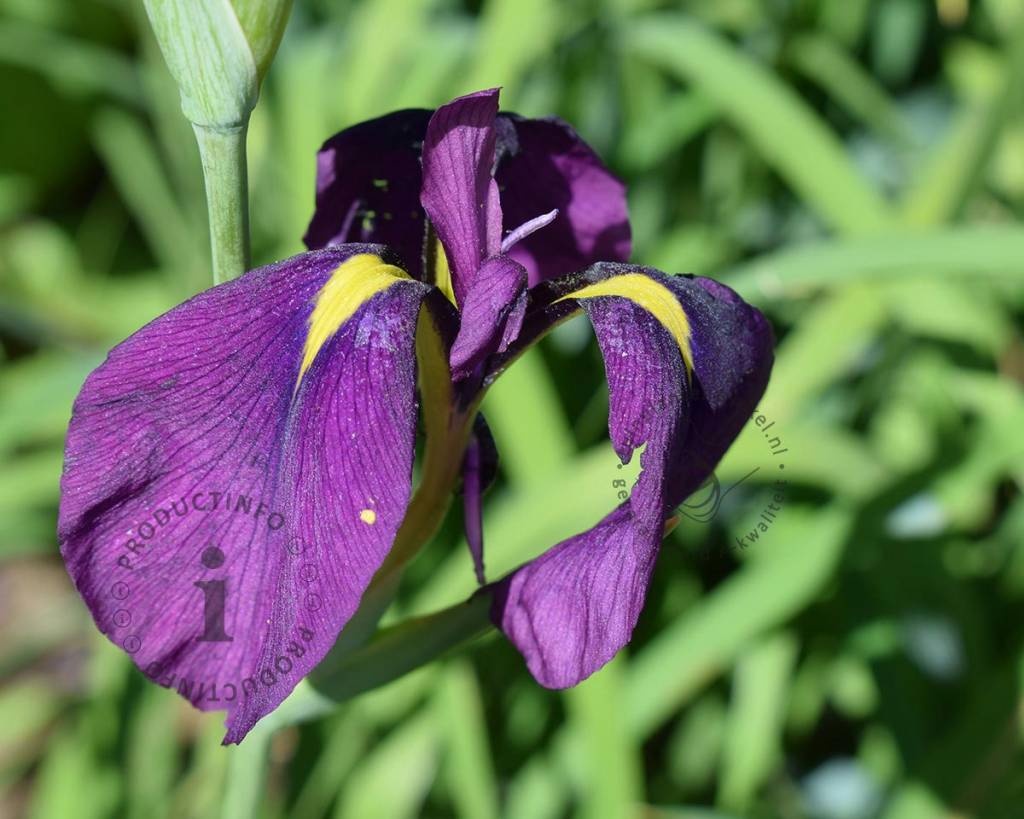 Iris ensata 'Variegata'