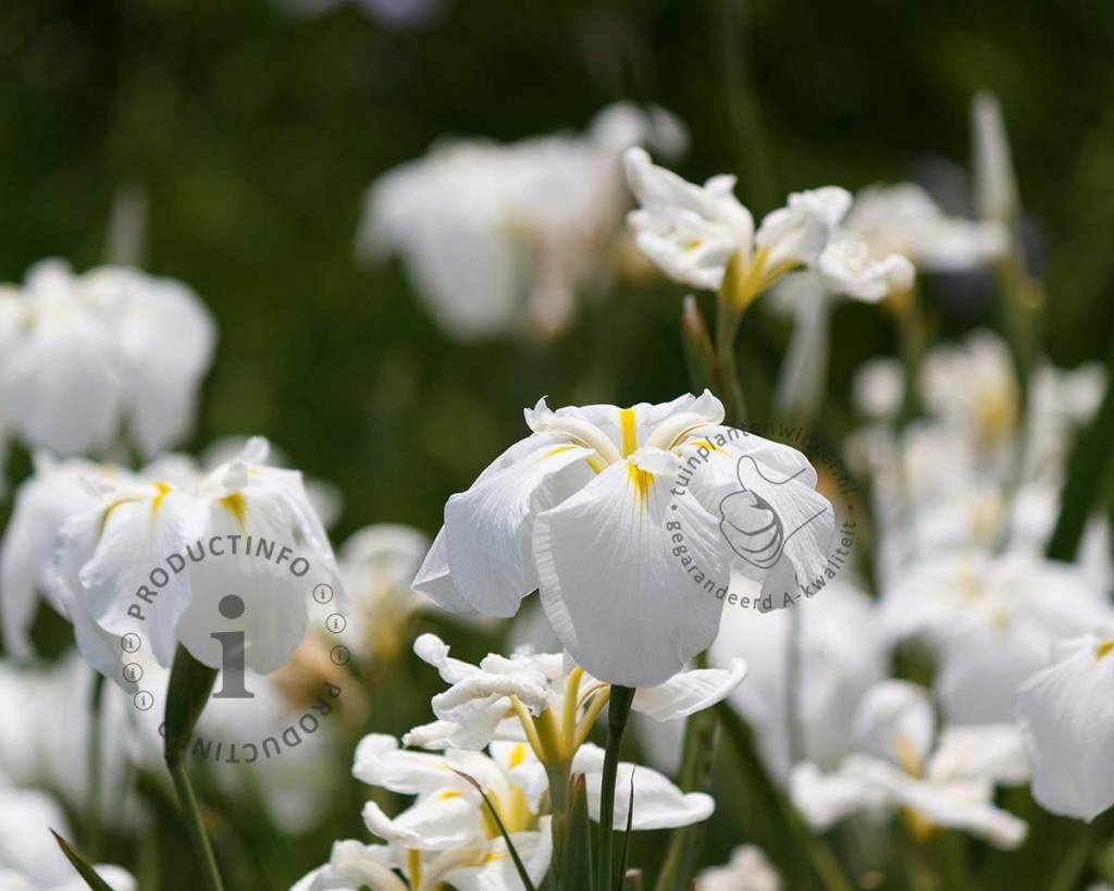 Iris ensata 'Apollo'