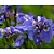 Iris setosa