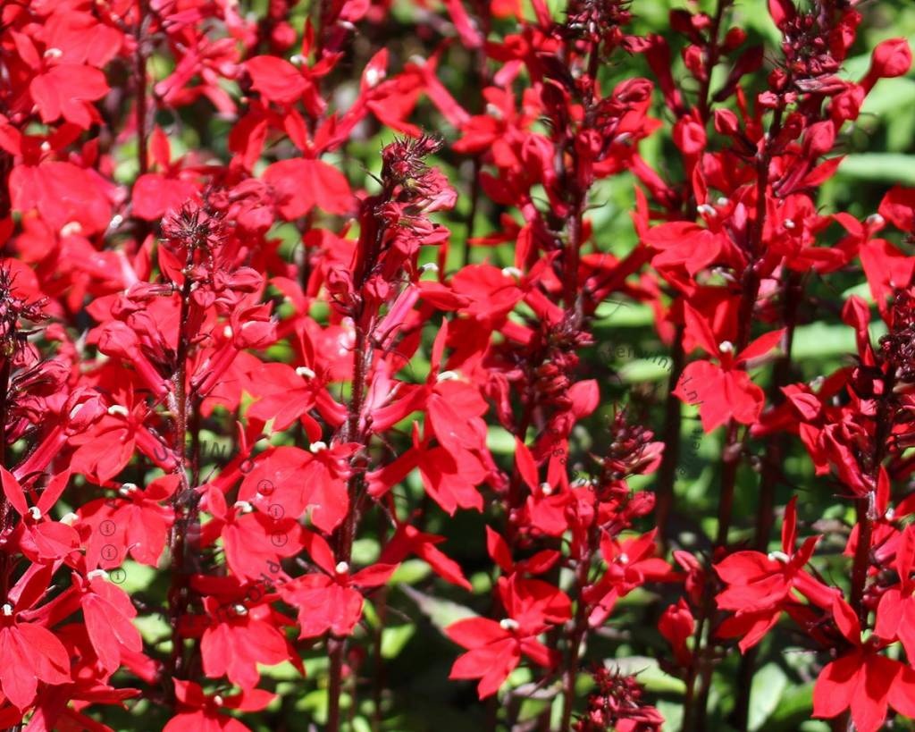 Lobelia fulgens 'Queen Victoria'