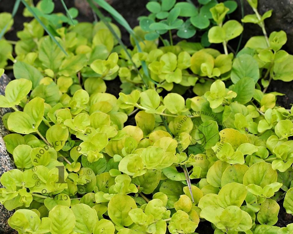 Lysimachia nummularia 'Aurea'