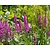 Lythrum salicaria