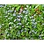 Myosotis palustris