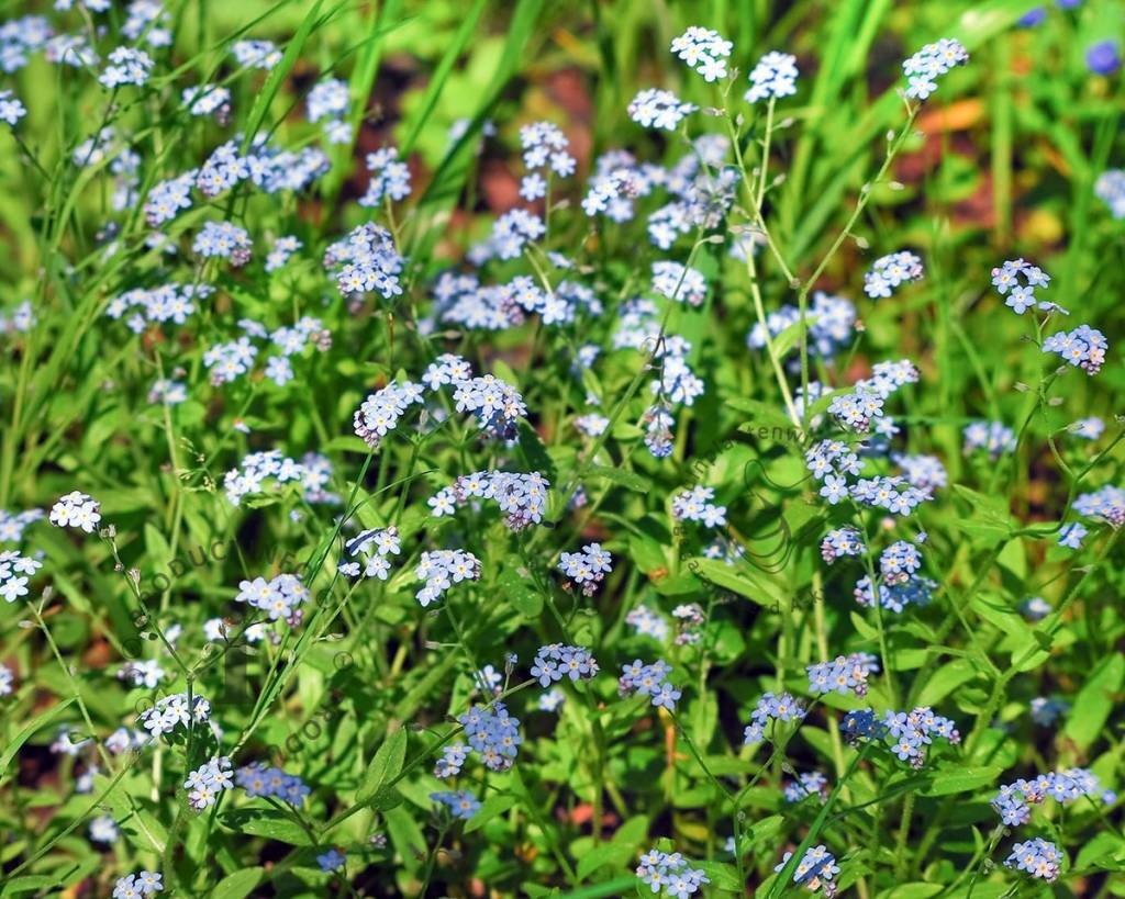 Myosotis palustris