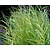 Phragmites australis 'Variegata'