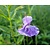 Mimulus ringens