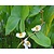 Sagittaria latifolia