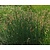 Scirpus lacustris