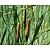 Typha latifolia