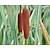 Typha latifolia 'Variegata'
