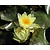 Nymphaea 'Marliacea Chromatella'