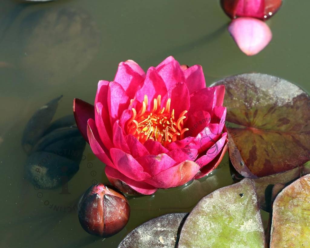 Nymphaea 'James Brydon'