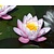Nymphaea 'Fabiola'