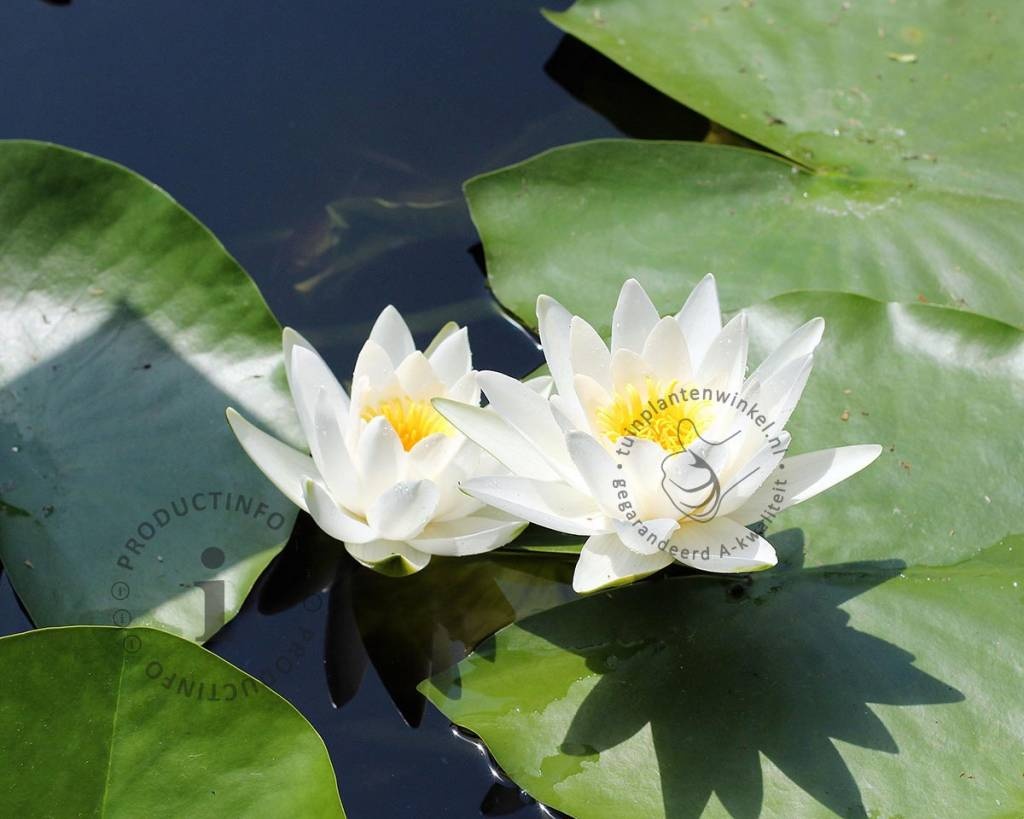 Nymphaea 'Marliacea Alba'