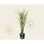 Miscanthus sinensis 'Strictus'