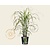 Miscanthus sinensis 'Ghana'
