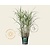 Miscanthus sinensis 'Little Zebra'