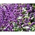 Salvia verticillata 'Purple Rain'