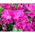 Rhododendron Azalea 'Geisha Purple'