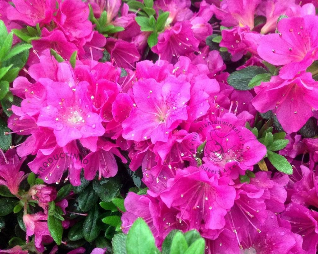 Rhododendron Azalea 'Geisha Purple'