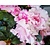 Rhododendron Azalea 'Nancy of Robin Hill'