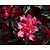 Rhododendron Azalea 'Silver Sword'