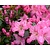 Rhododendron Azalea 'Kirstin'
