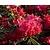 Rhododendron Azalea 'Hotshot Variegata'