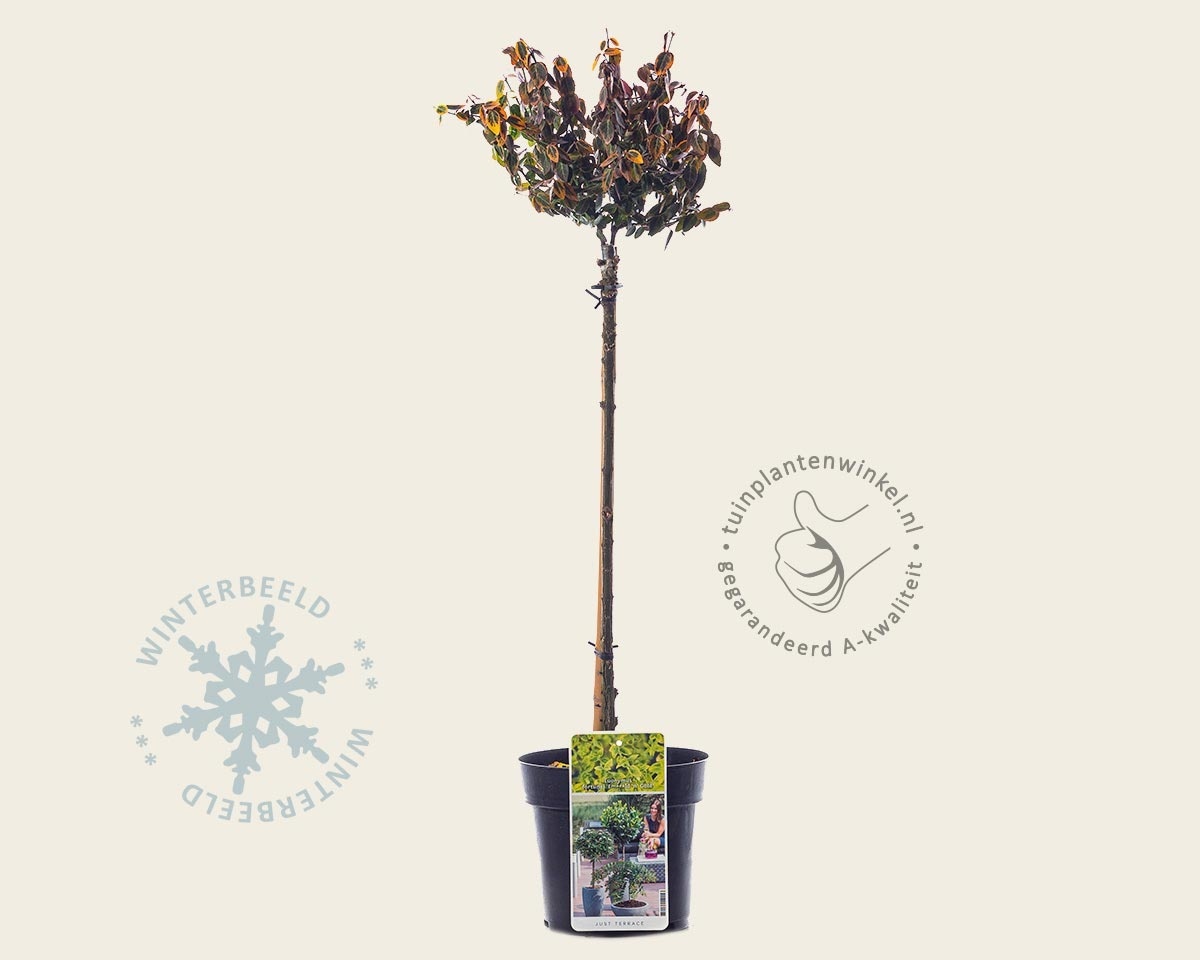 Euonymus fortunei 'Emerald 'n Gold' - 50 cm stam