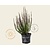 Calluna vulgaris 'Beauty Ladies Renate' - Paars