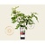 Ficus carica 'Rouge de Bordeaux'