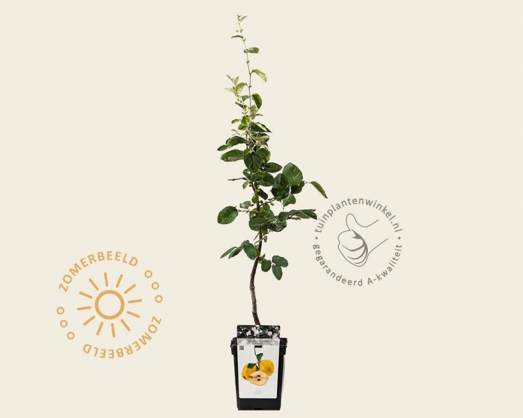 Cydonia oblonga 'Vranja' - mini