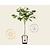 Prunus avium 'Kordia' - mini
