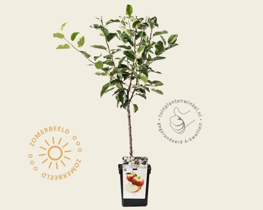 Malus domestica 'Elstar' - mini