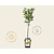 Malus domestica 'Golden Delicious' - mini