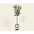 Malus domestica 'James Grieve' - mini