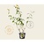 Buddleja weyeriana 'Sungold'