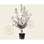 Prunus cistena