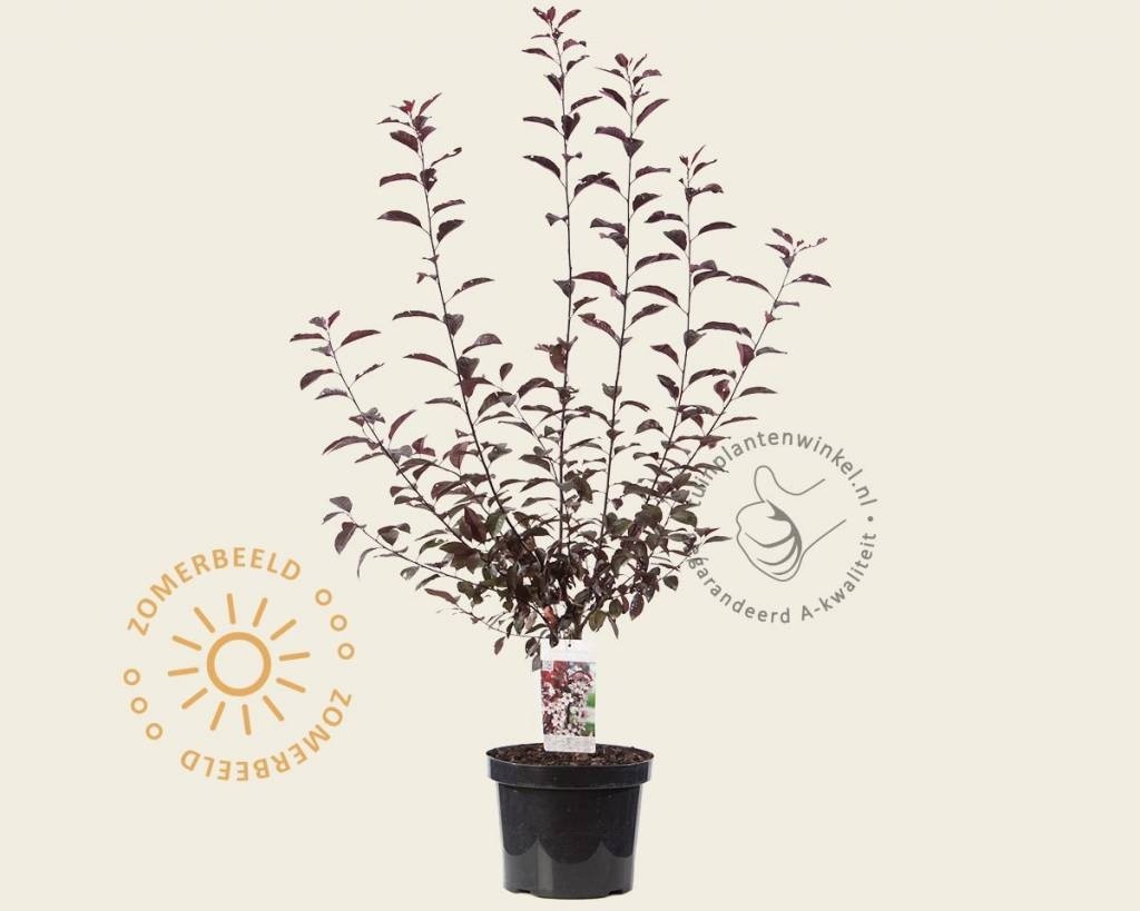 Prunus cistena