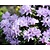 Rhododendron 'Lavendula'