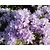 Rhododendron 'Moerheim'