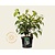 Viburnum plicatum 'Shasta'