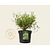 Hypericum densiflorum 'Buttercup'