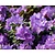 Rhododendron 'Ramapo'