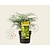 Mahonia eurybracteata 'Soft Caress'