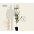 Pyrus communis 'Williams' - laagstam