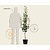 Pyrus communis 'Concorde' - laagstam
