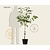 Prunus avium 'Regina' - laagstam
